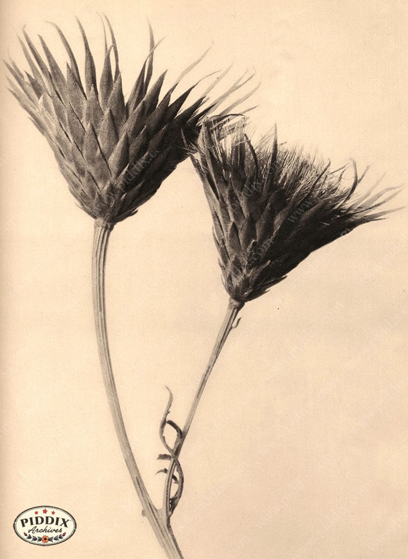 Pdxc20266 -- Double Sepia Flowers Color Illustration