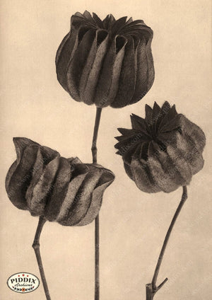 Pdxc20267 -- Three Sepia Flowers Color Illustration