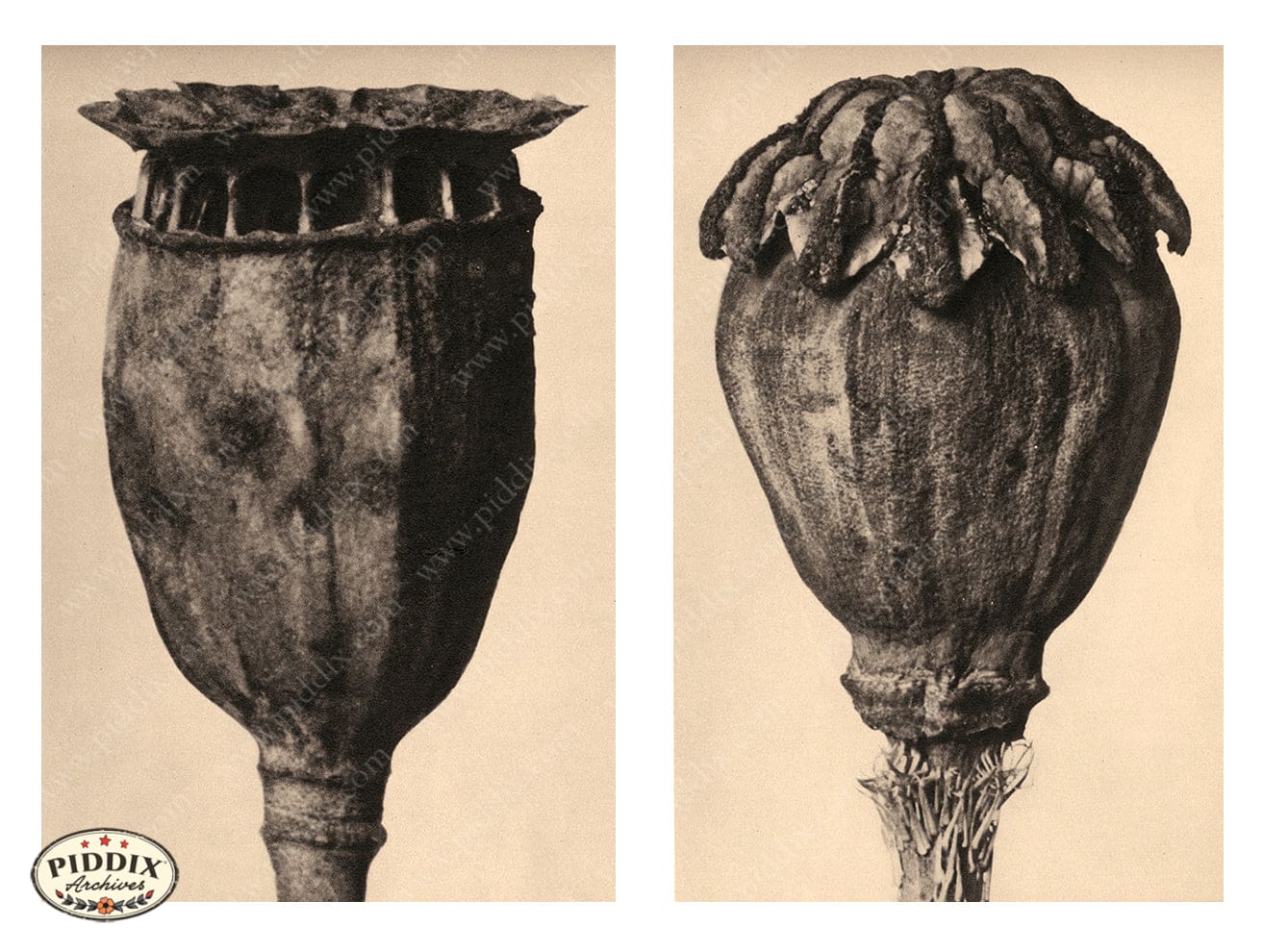 Pdxc20268 -- Poppy Seed Pods Color Illustration