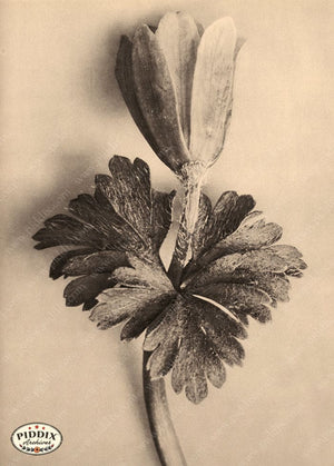 Pdxc20269 -- Sepia Stem And Leaves Color Illustration