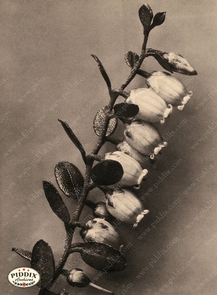 Pdxc20270 -- Sepia Flower Stem Color Illustration