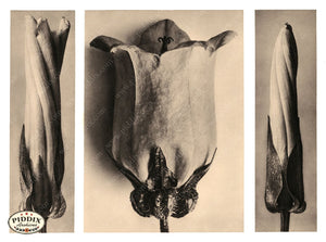 Pdxc20271 -- Sepia Bellflowers Color Illustration