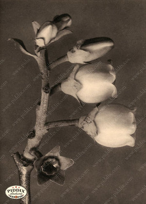 Pdxc20272 -- Sepia Flower Buds Color Illustration