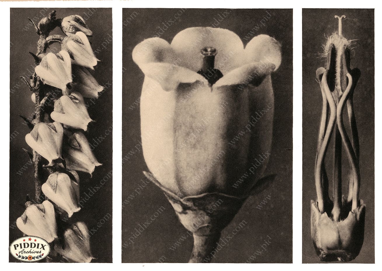 Pdxc20273 -- Sepia Flowers And Pistil Color Illustration