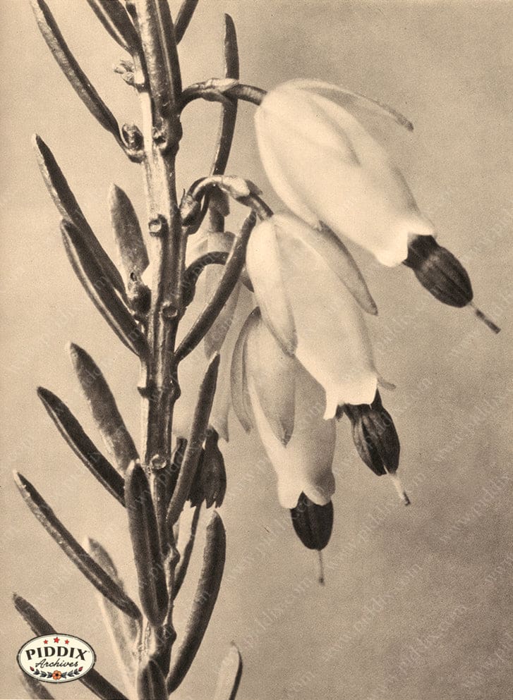 Pdxc20274 -- Sepia Flowers Leaves Color Illustration