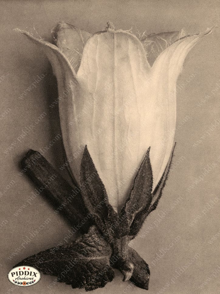 Pdxc20275 -- Sepia Flower Color Illustration
