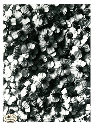 Pdxc20278 -- Black And White Flowers Color Illustration