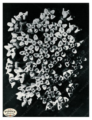 Pdxc20279 -- Black And White Flowers Color Illustration