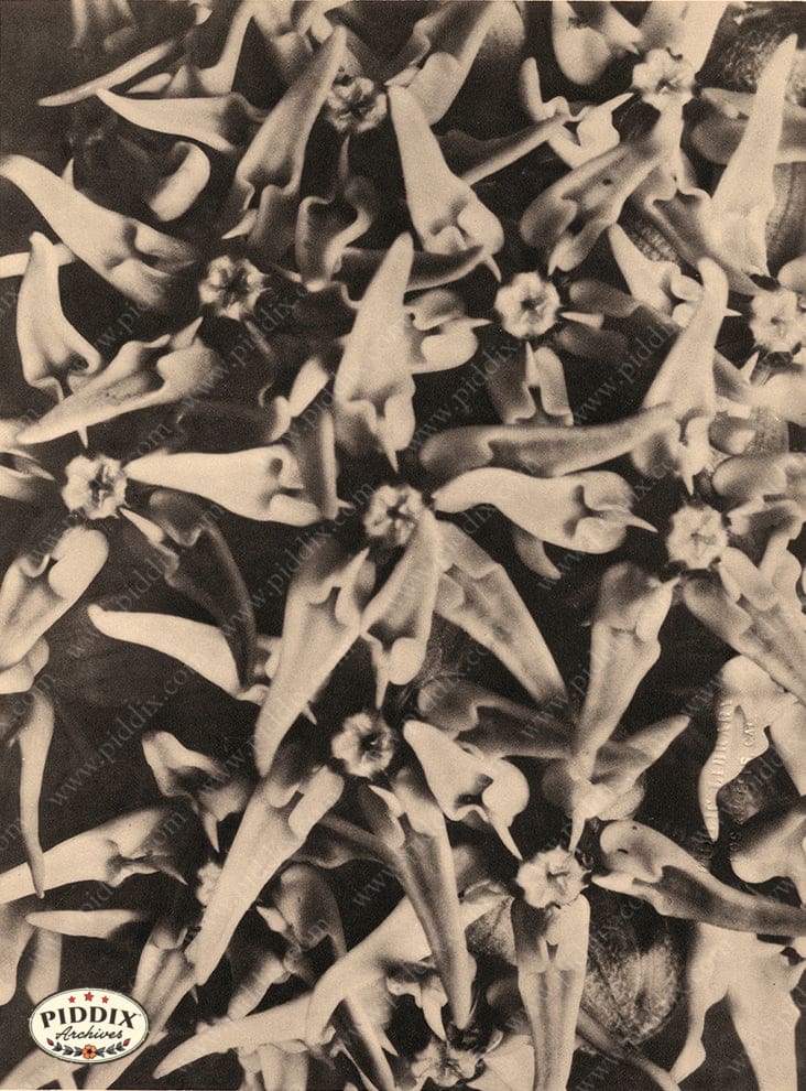 Pdxc20280 -- Sepia Close Up Flowers Color Illustration