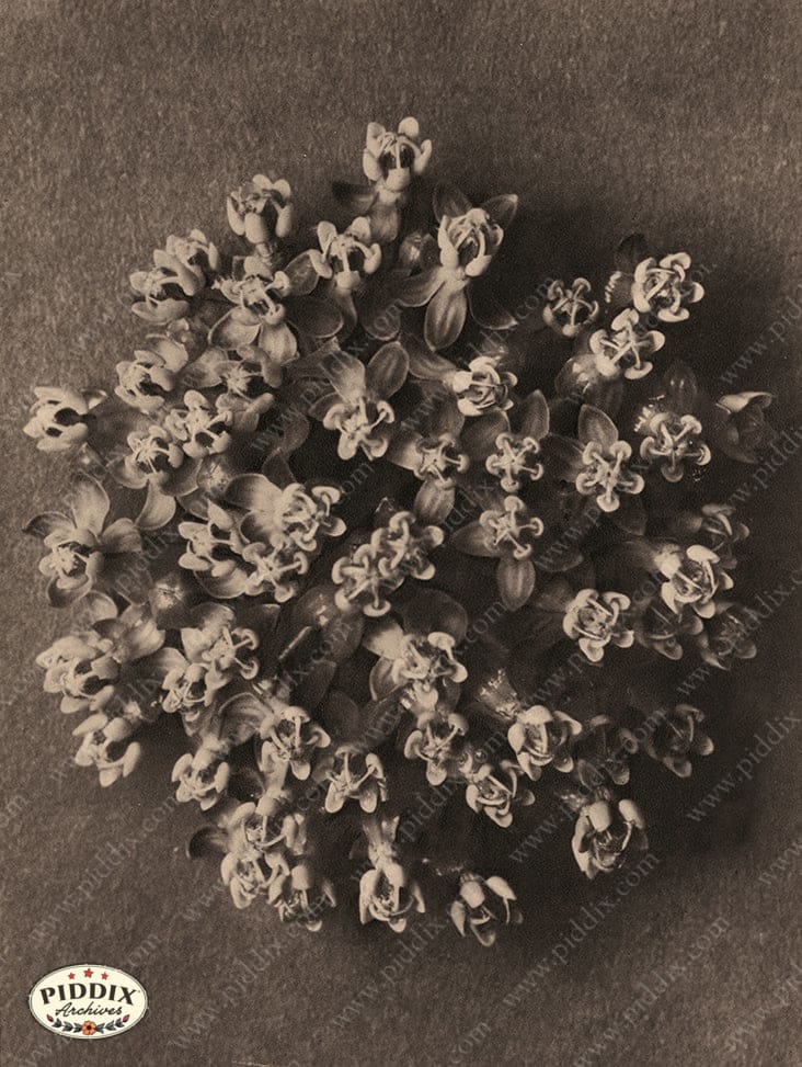 Pdxc20281 -- Sepia Flowers Color Illustration