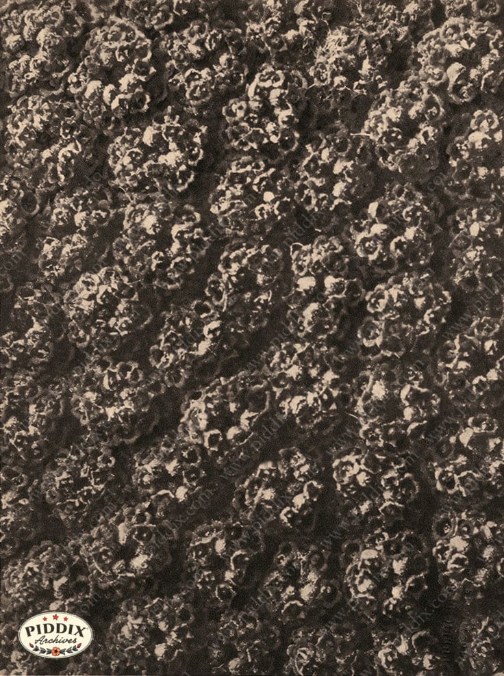 Pdxc20282 -- Sepia Close Up Color Illustration