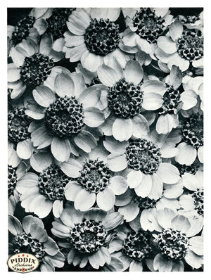 Pdxc20283 -- Black And White Flowers Color Illustration