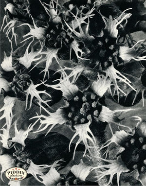 Pdxc20284 -- Black And White Flowers Color Illustration