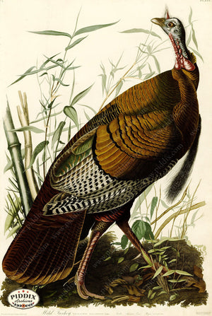 Pdxc20536 -- Audubon Wild Turkey Color Illustration
