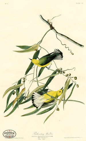 Pdxc20538A -- Audubon Prothonotary Warbler Color Illustration