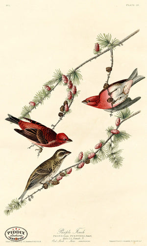 Pdxc20539 -- Audubon Purple Finch Color Illustration