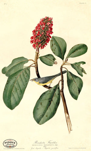 Pdxc20540 -- Audubon Bonapartes Flycatcher Color Illustration