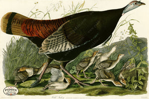 Pdxc20541 -- Audubon Wild Female Turkey And Young Color Illustration