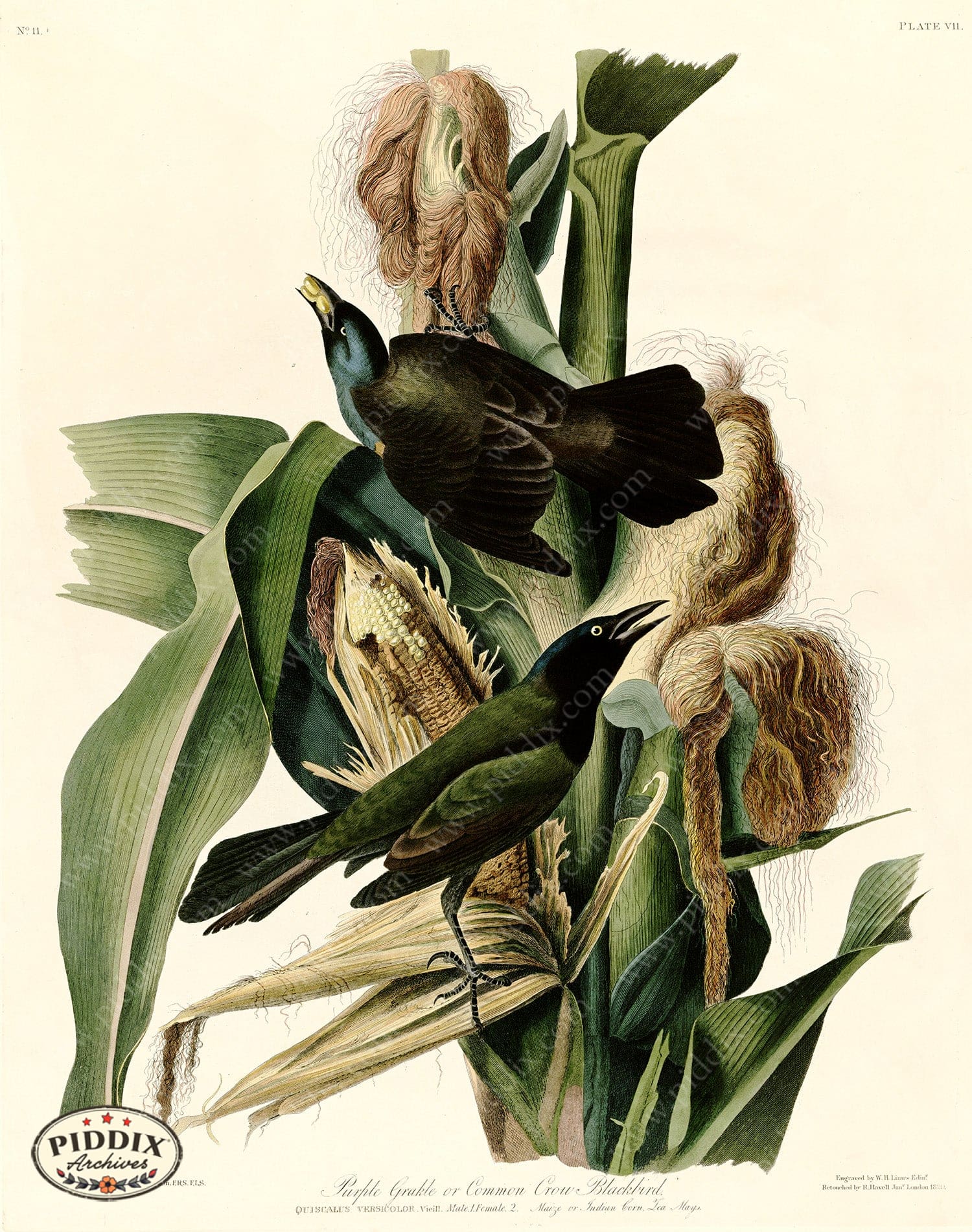 Pdxc20542 -- Audubon Common Crow Blackbird Color Illustration