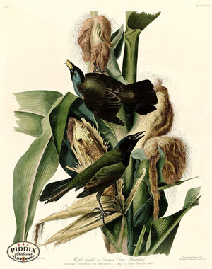 Pdxc20542 -- Audubon Common Crow Blackbird Color Illustration