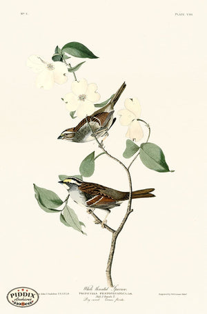Pdxc20543 -- Audubon White-Throated Sparrow Color Illustration