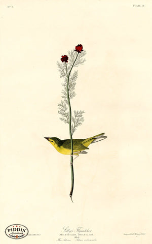 Pdxc20544 -- Audubon Selbys Flycatcher Color Illustration