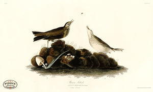 Pdxc20545 -- Audubon Brown Titlark Color Illustration