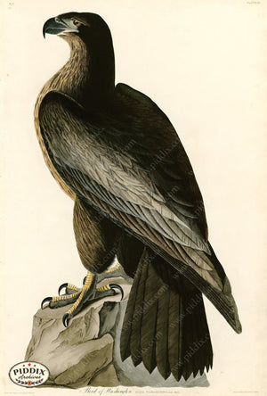 Pdxc20546 -- Audubon Bird Of Washington Color Illustration