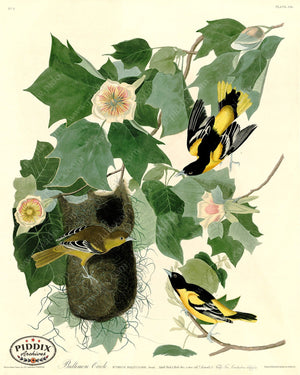 Pdxc20547 -- Audubon Baltimore Oriole Color Illustration