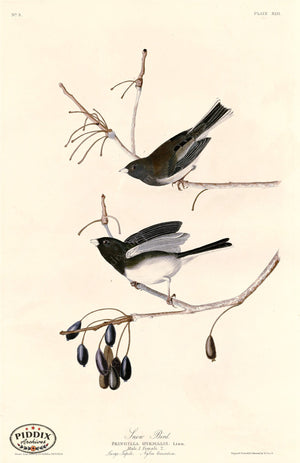Pdxc20548 -- Audubon Snow Bird Color Illustration