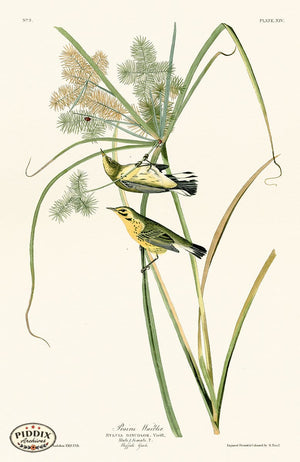 Pdxc20549 -- Audubon Prairie Warbler Color Illustration