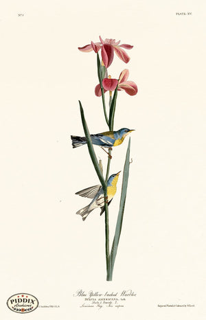 Pdxc20550 -- Audubon Blue Yellow-Backed Warbler Color Illustration