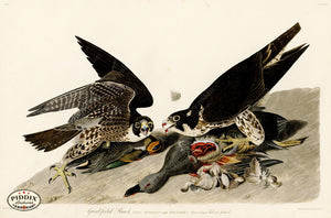 Pdxc20551 -- Audubon Great-Footed Hawk Color Illustration