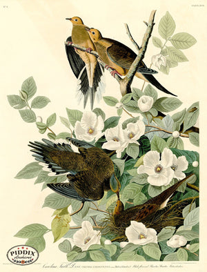 Pdxc20552 -- Audubon Carolina Turtle Dove Color Illustration