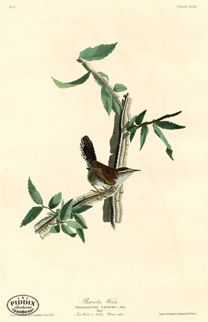 Pdxc20553 -- Audubon Bewicks Wren Color Illustration
