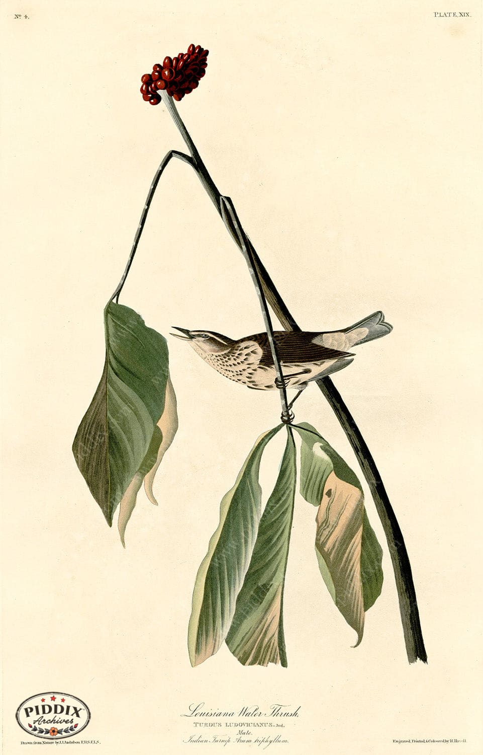 Pdxc20554 -- Audubon Louisiana Water Thrush Color Illustration