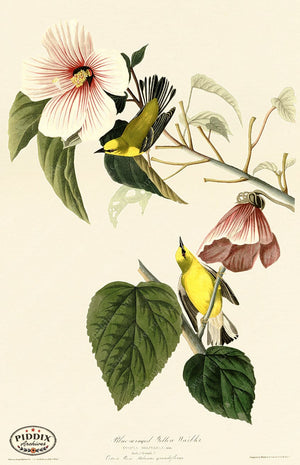 Pdxc20555 -- Audubon Blue-Winged Yellow Warbler Color Illustration