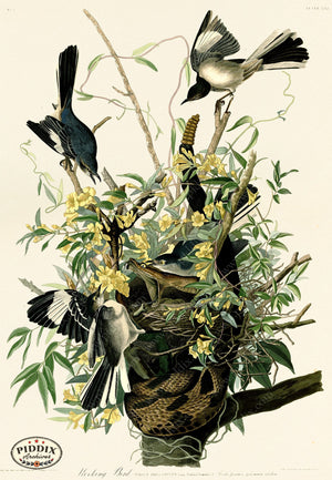 Pdxc20556 -- Audubon Mocking Bird Color Illustration