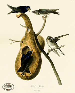 Pdxc20557 -- Audubon Purple Martin Color Illustration