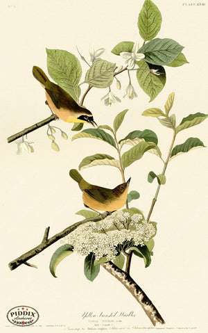 Pdxc20558 -- Audubon Yellow-Breasted Warbler Color Illustration