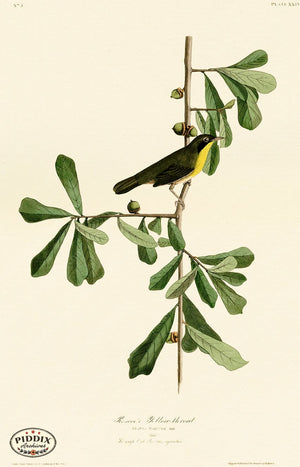 Pdxc20559 -- Audubon Roscoes Yellow-Throat Color Illustration