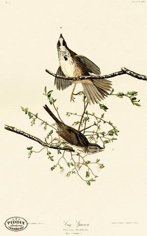 Pdxc20560 -- Audubon Song Sparrow Color Illustration
