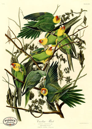 Pdxc20561 -- Audubon Carolina Parrot Color Illustration