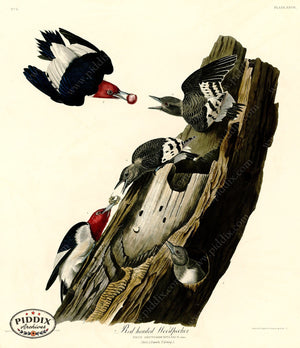 Pdxc20562 -- Audubon Red Headed Woodpecker Color Illustration