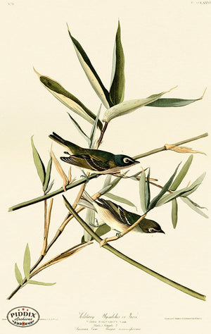 Pdxc20563 -- Audubon Solitary Flycatcher Or Vireo Color Illustration