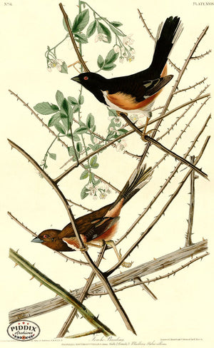 Pdxc20564 -- Audubon Towhe Bunting Color Illustration