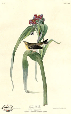 Pdxc20565 -- Audubon Vigors Warbler Color Illustration