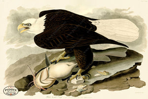 Pdxc20566 -- Audubon White-Headed Eagle Color Illustration