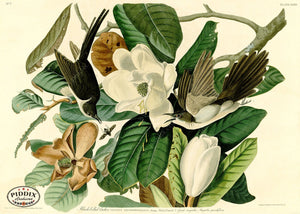 Pdxc20567 -- Audubon Black-Billed Cuckoo Color Illustration
