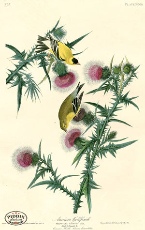 Pdxc20568 -- Audubon American Goldfinch Color Illustration